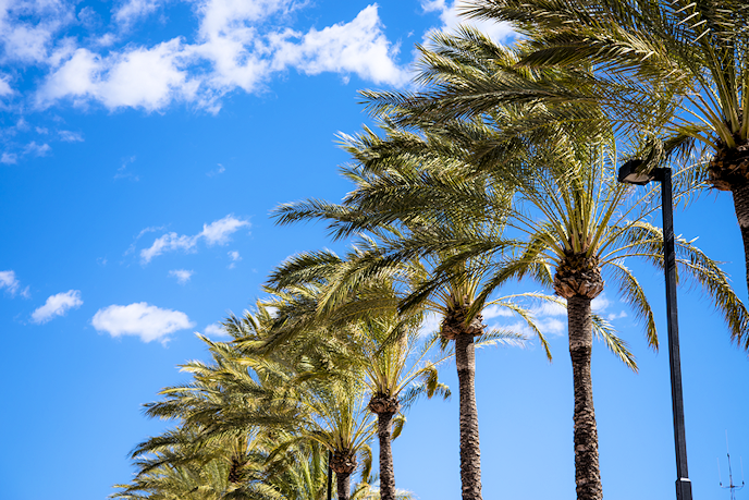 Palmen in blauwe lucht