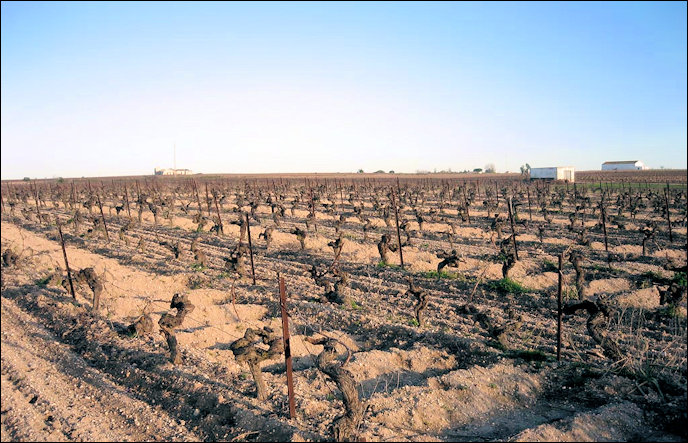 Wijngaard in de winter